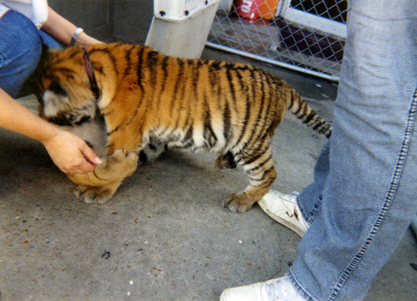 tigers19