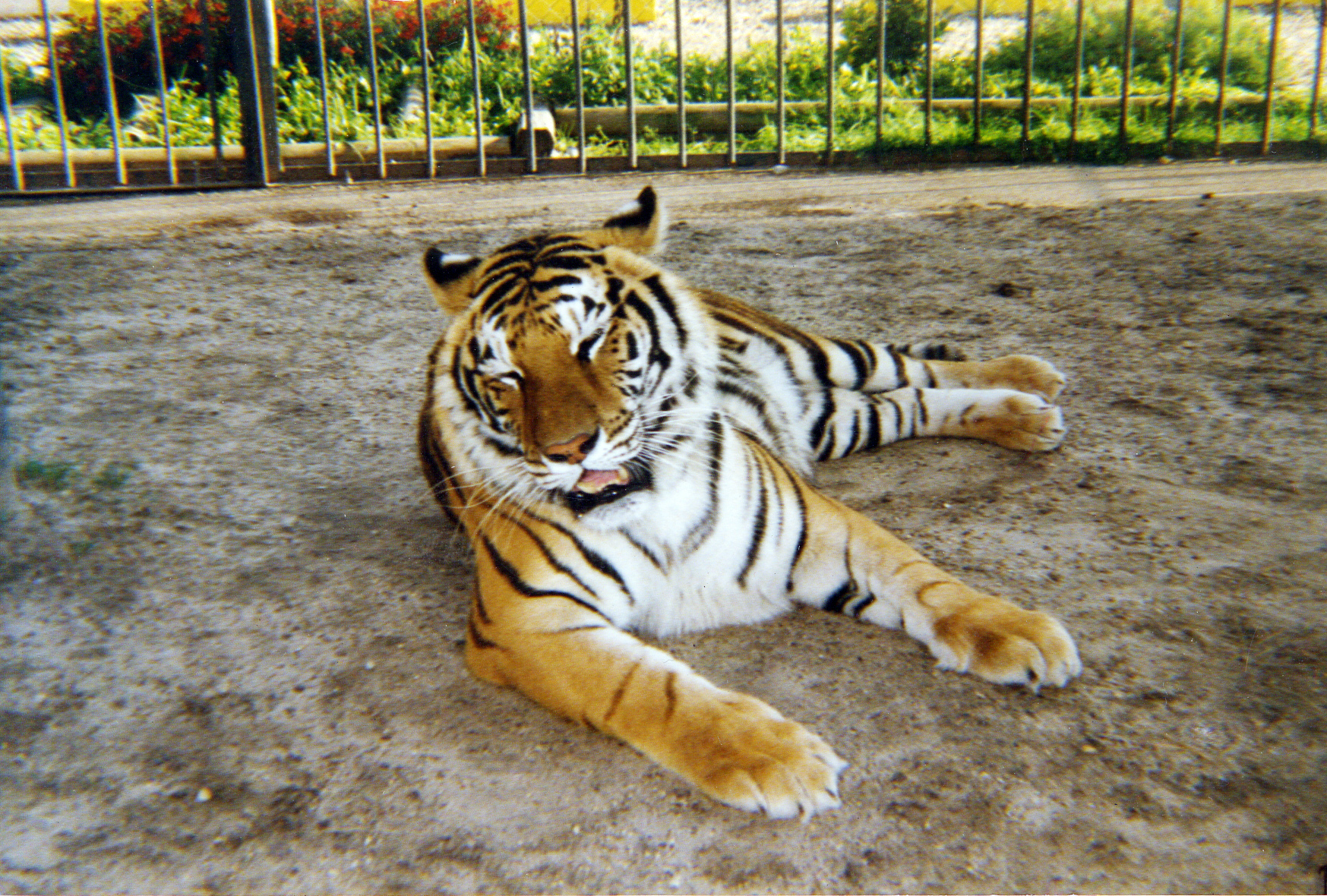 tigers25