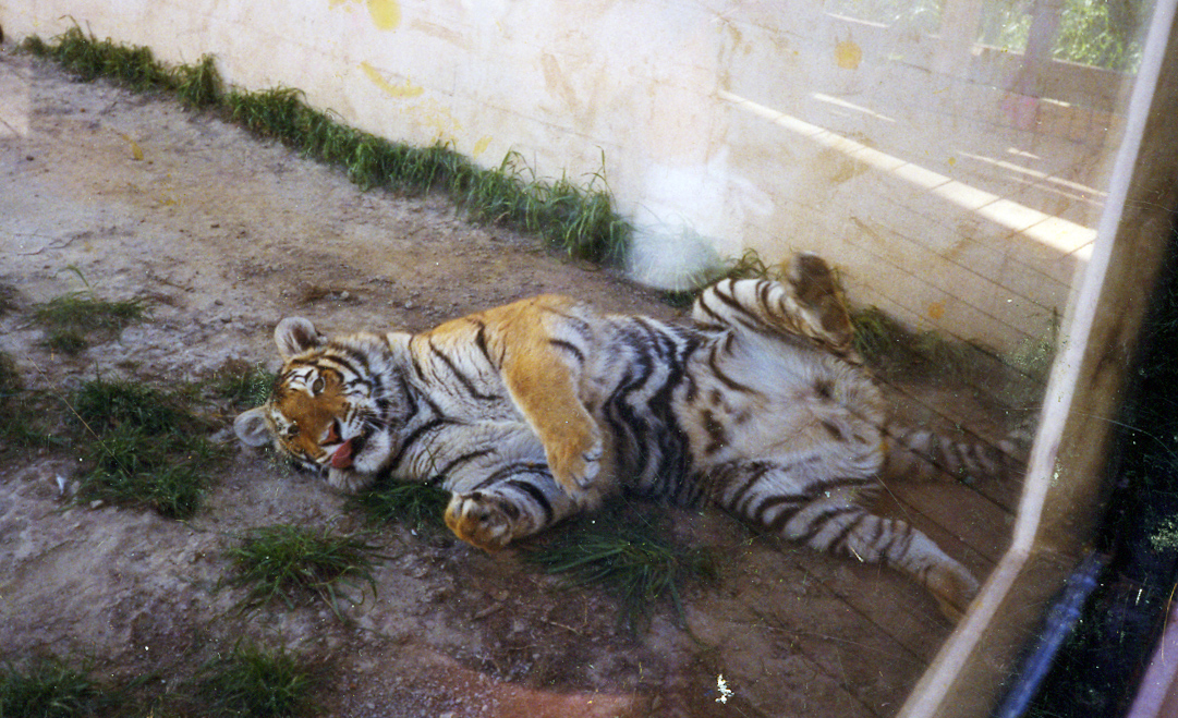 tigers30