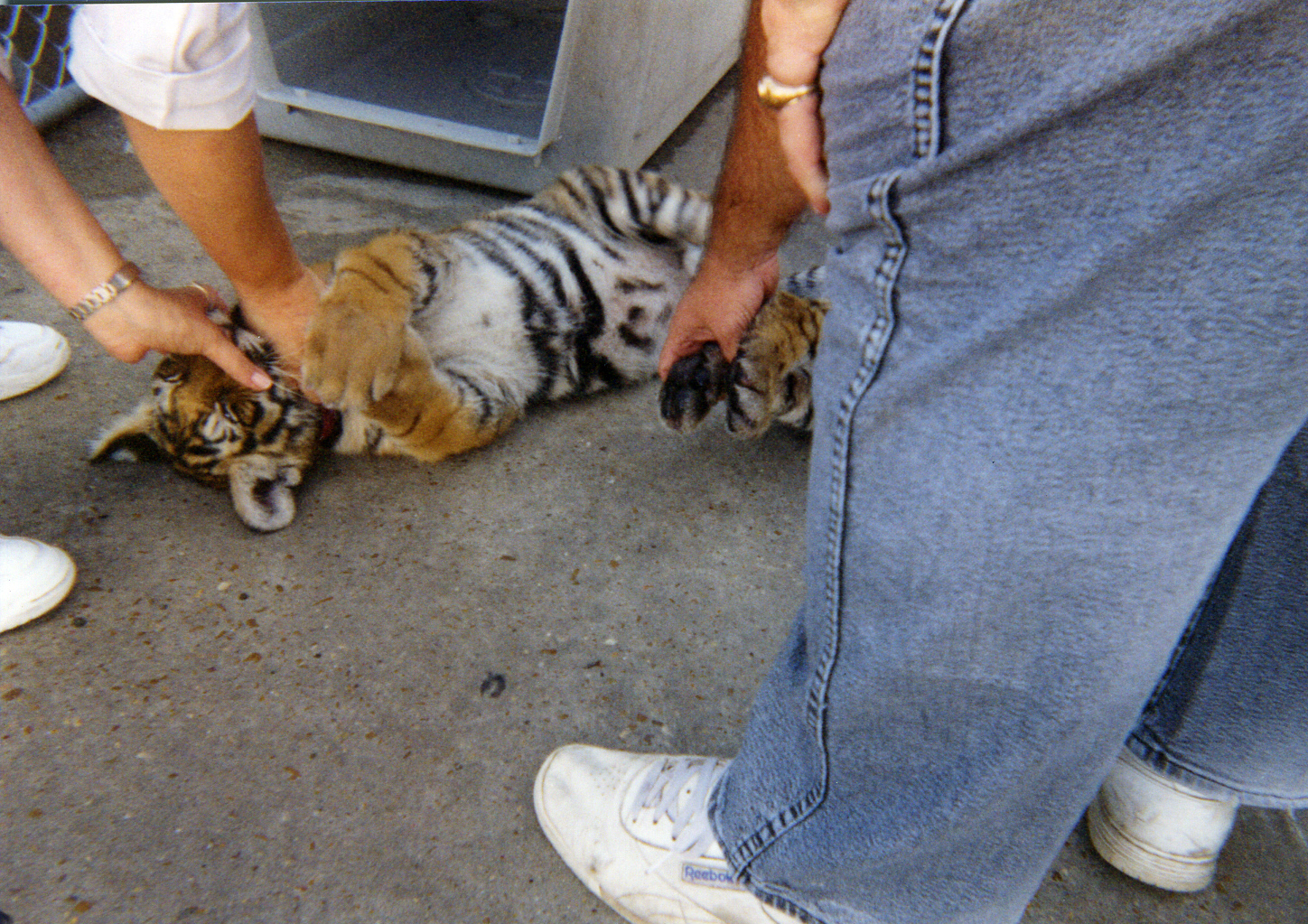 tigers35
