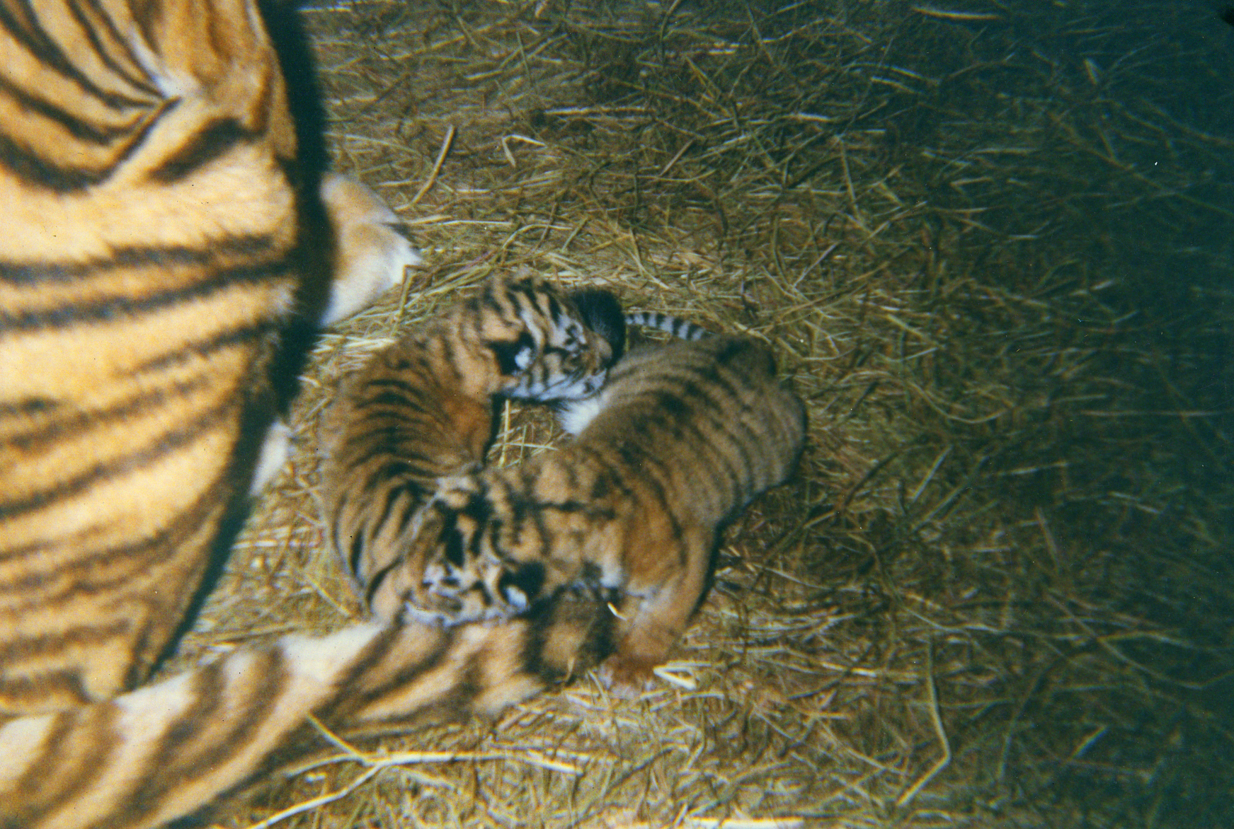 tigers62